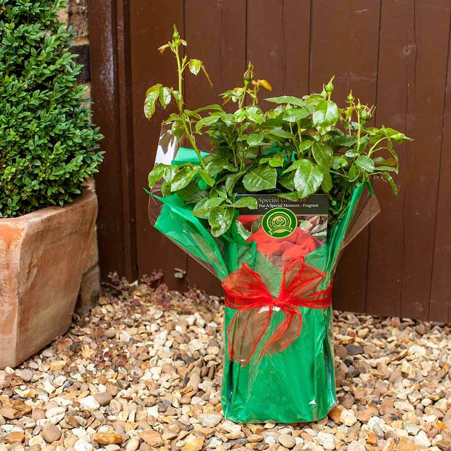 Special Grandad Rose Bush Gift - Rose Bush Gift - Tree2mydoor