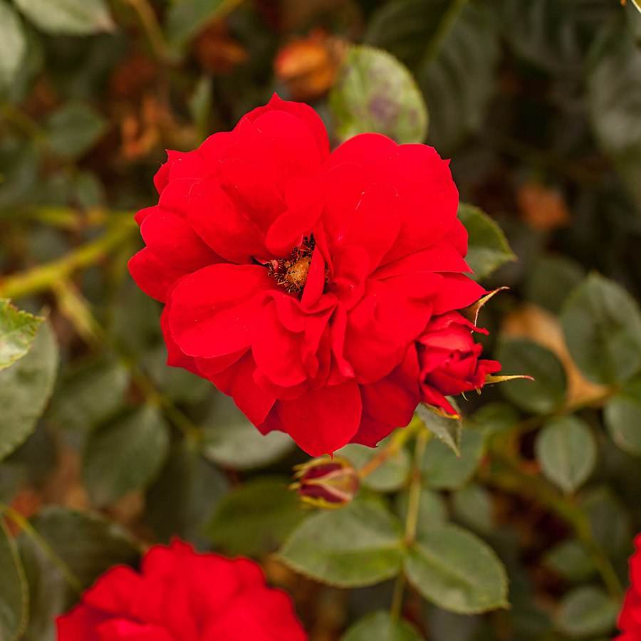 Special Grandad Rose Bush Gift - Rose Bush Gift - Tree2mydoor