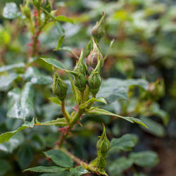 Special Grandad Rose Bush Gift - Rose Bush Gift - Tree2mydoor