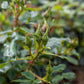Order a Special Grandad Rose Bush Gift