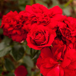 Special Grandad Rose Bush Gift - Rose Bush Gift - Tree2mydoor