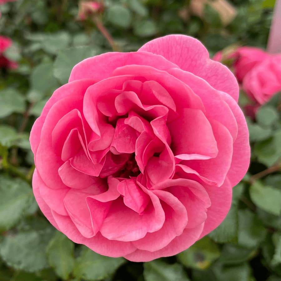 Special Grandma Rose Bush Gift - Rose Bush Gift - Tree2mydoor