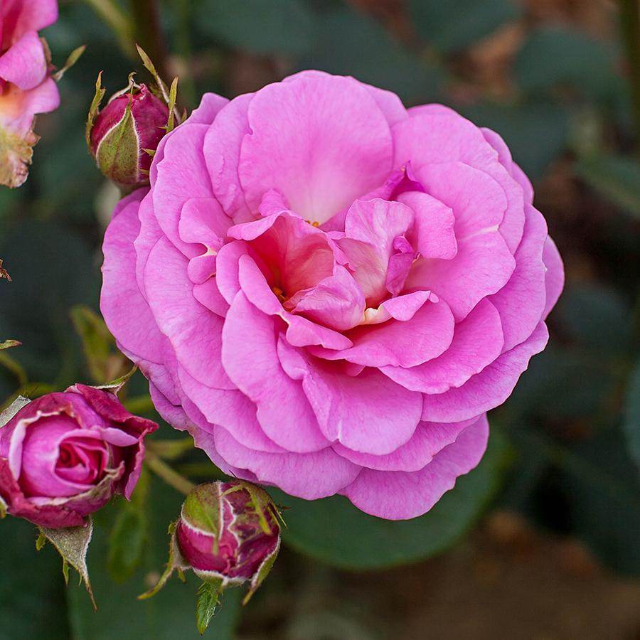 Special Mum Rose Bush Gift - Rose Bush Gift - Tree2mydoor