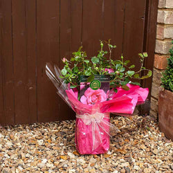 Special Mum Rose Bush Gift - Rose Bush Gift - Tree2mydoor