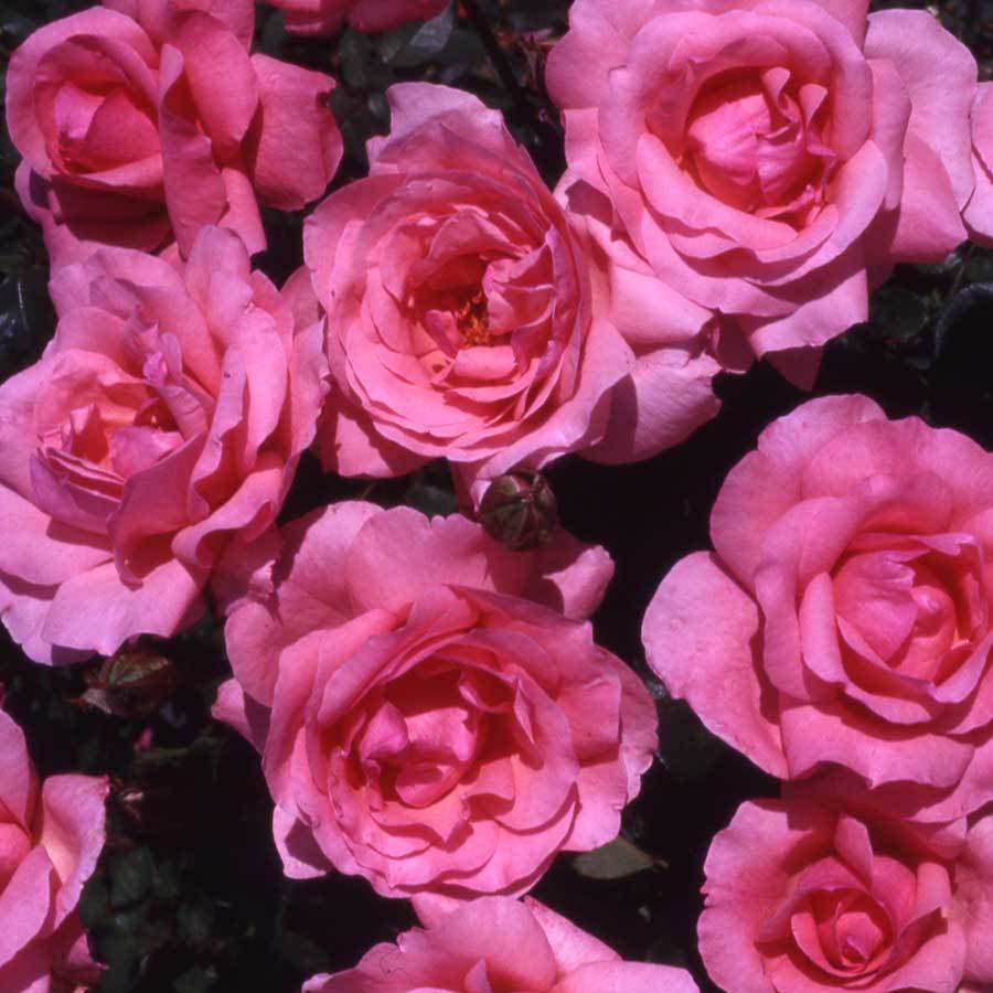 Mothers Day Rose Gift Pack - Rose Gift Pack - Tree2mydoor