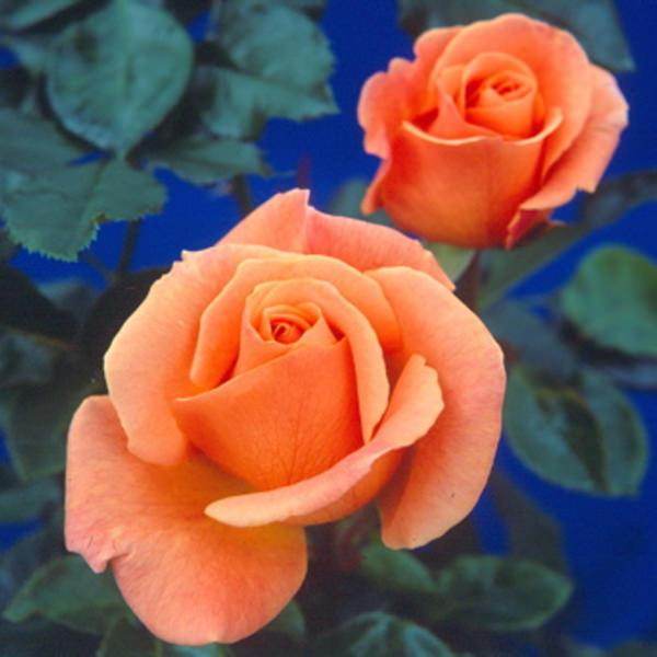 Special Occasion Rose Bush Gift - Rose Bush Gift - Tree2mydoor