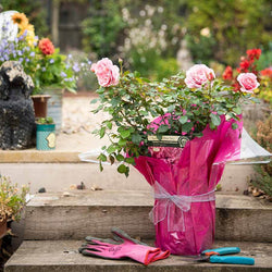 Spirit in The Sky Rose Bush Gift - Rose Bush Gift - Tree2mydoor