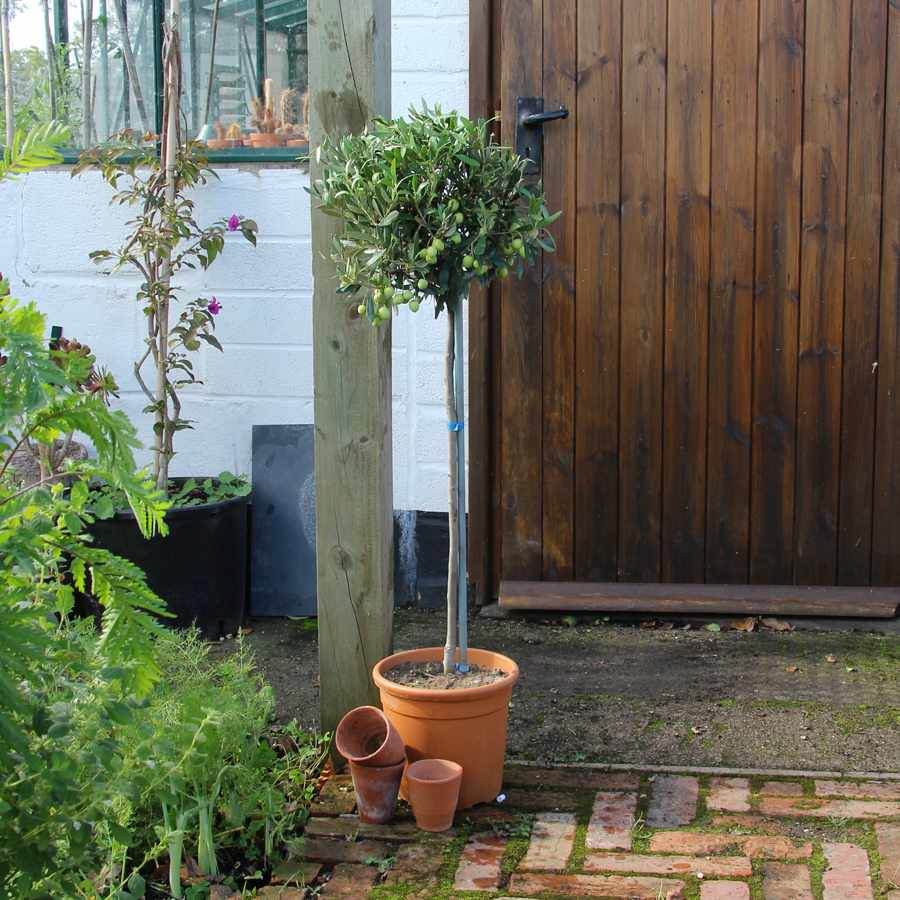 Standard Olive Tree Gift - Olive Tree Gift - Tree2mydoor