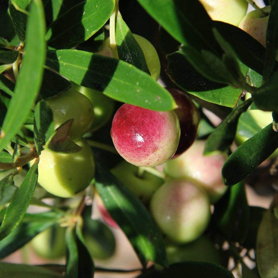 Standard Olive Tree Gift - Olive Tree Gift - Tree2mydoor