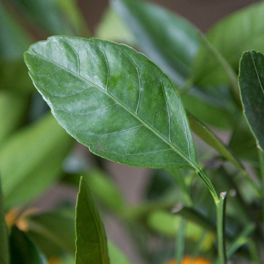 Satsuma Tree Gift - Citrus Tree Gift - Tree2mydoor