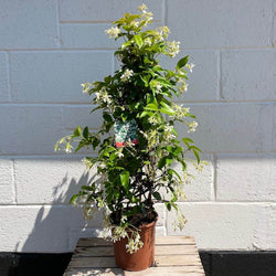 Star Jasmine Gift - Flowering Tree Gift - Tree2mydoor