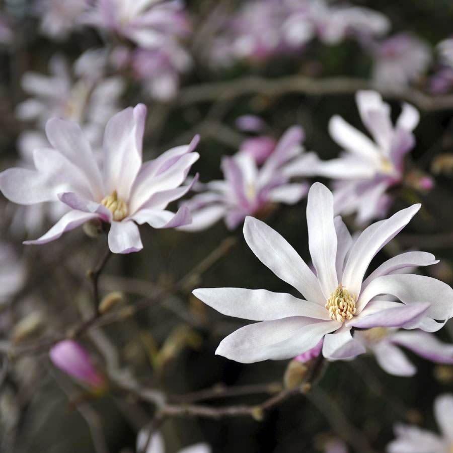 Star Magnolia Rose Tree Gift - Flowering Tree Gift - Tree2mydoor