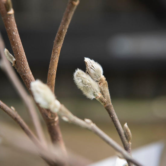 Star Magnolia Tree Buds