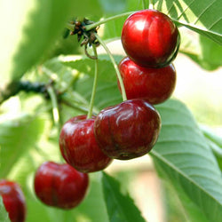 Stella Cherry Tree Gift - Fruit Tree Gift - Tree2mydoor