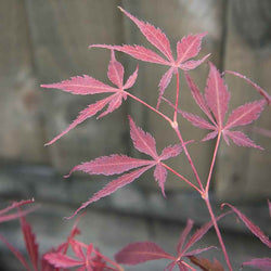 Suminagashi Japanese Maple Tree Gift - Acer Tree Gift - Tree2mydoor