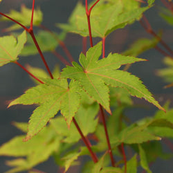 Sunshine Japanese Maple Tree Gift - Acer Tree Gift - Tree2mydoor