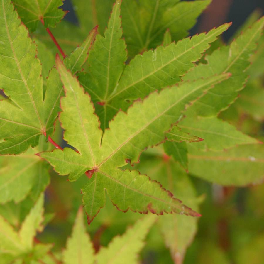 Sunshine Japanese Maple Tree Gift - Acer Tree Gift - Tree2mydoor