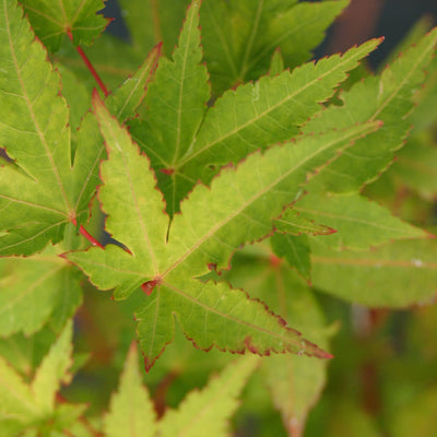 Buy a Sunshine Japanese Maple Tree