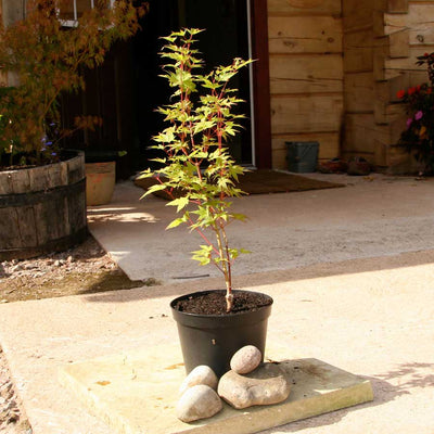 Sunshine Japanese Maple Tree Gift