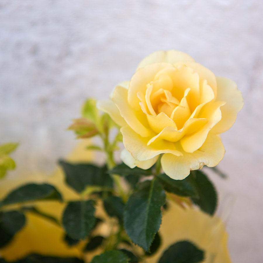 You Are My Sunshine Rose Bush Gift - Rose Bush Gift - Tree2mydoor