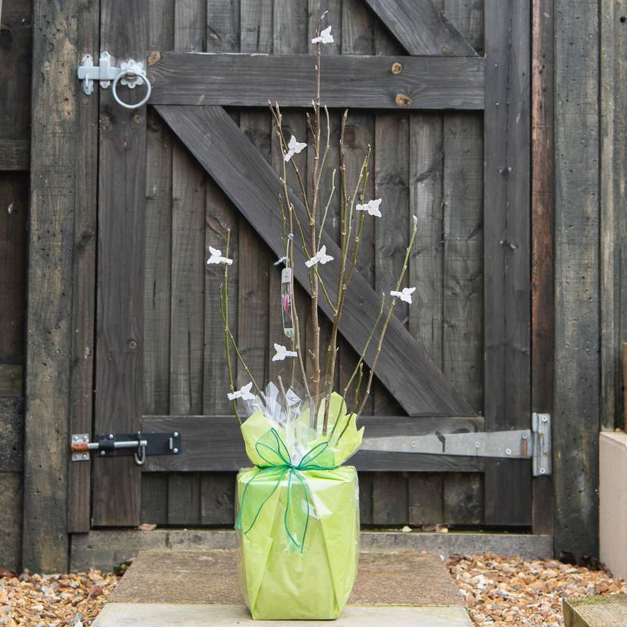 Susan Magnolia Tree Gift - Flowering Tree Gift - Tree2mydoor