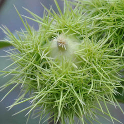 Regal Sweet Chestnut Tree Gift - Ornamental tree - Tree2mydoor