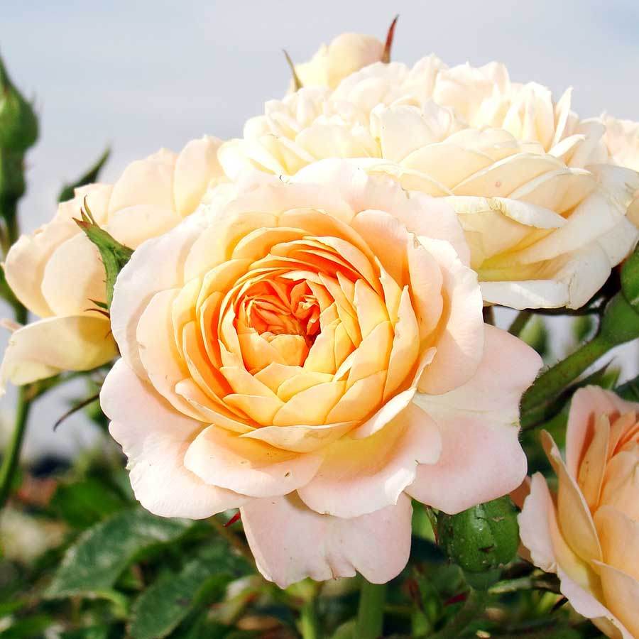 Sweet Dream Rose Gift - Rose Bush Gift - Tree2mydoor