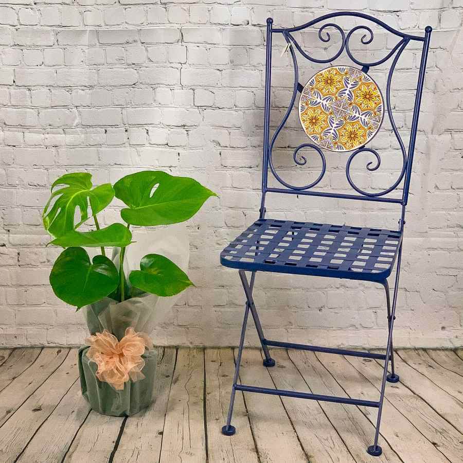 monstera plant chair Swiss Cheese Plant Gift