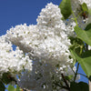 Buy a Lilac Syringa vulgaris 'Madame Lemoine'