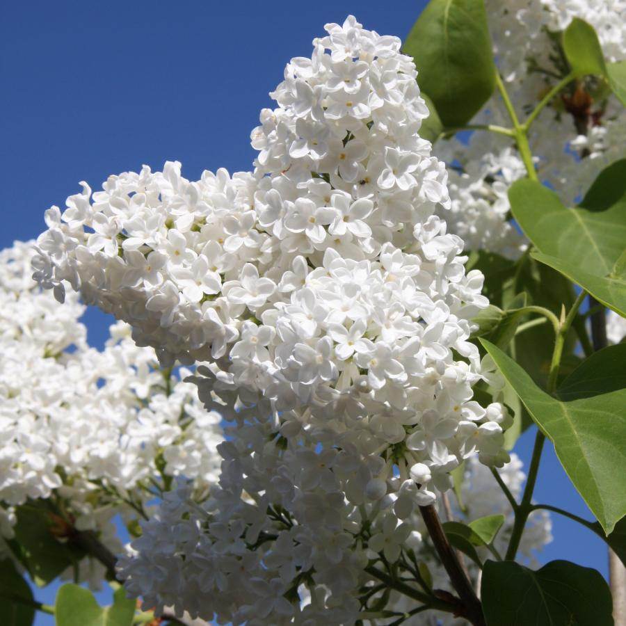 7L Lilac Syringa vulgaris 'Madame Lemoine' - Gardeners Club - Tree2mydoor