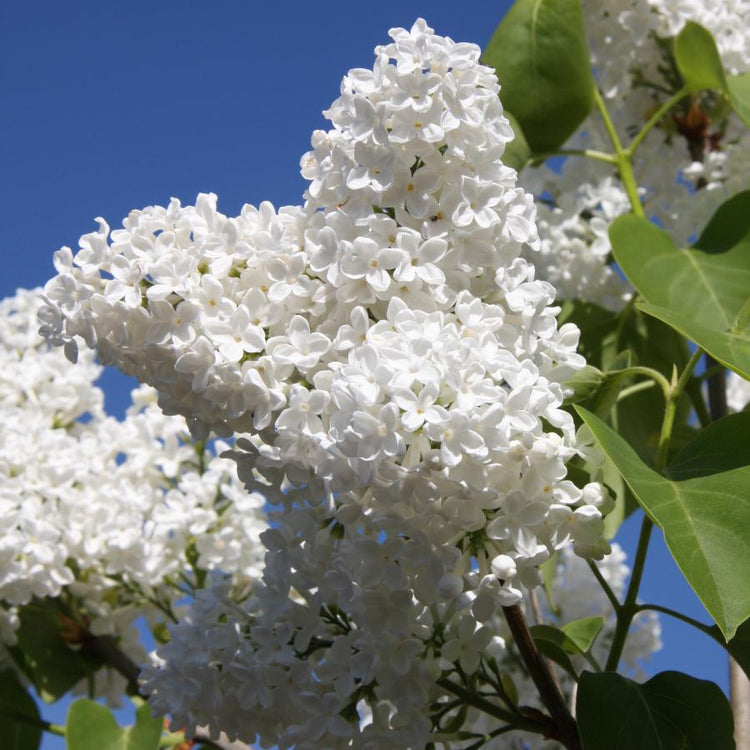 Buy a Lilac Syringa vulgaris &