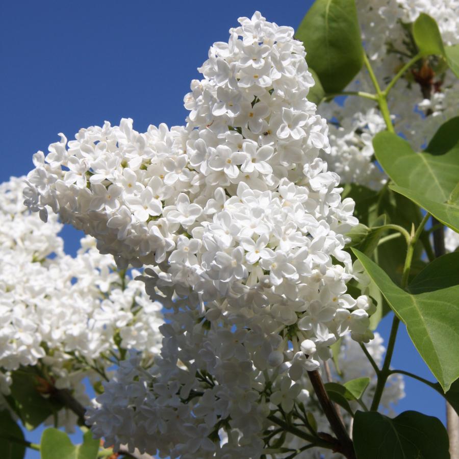 Buy a Lilac Syringa vulgaris 'Madame Lemoine'