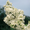 Lilac Syringa vulgaris 'Primrose' for Sale