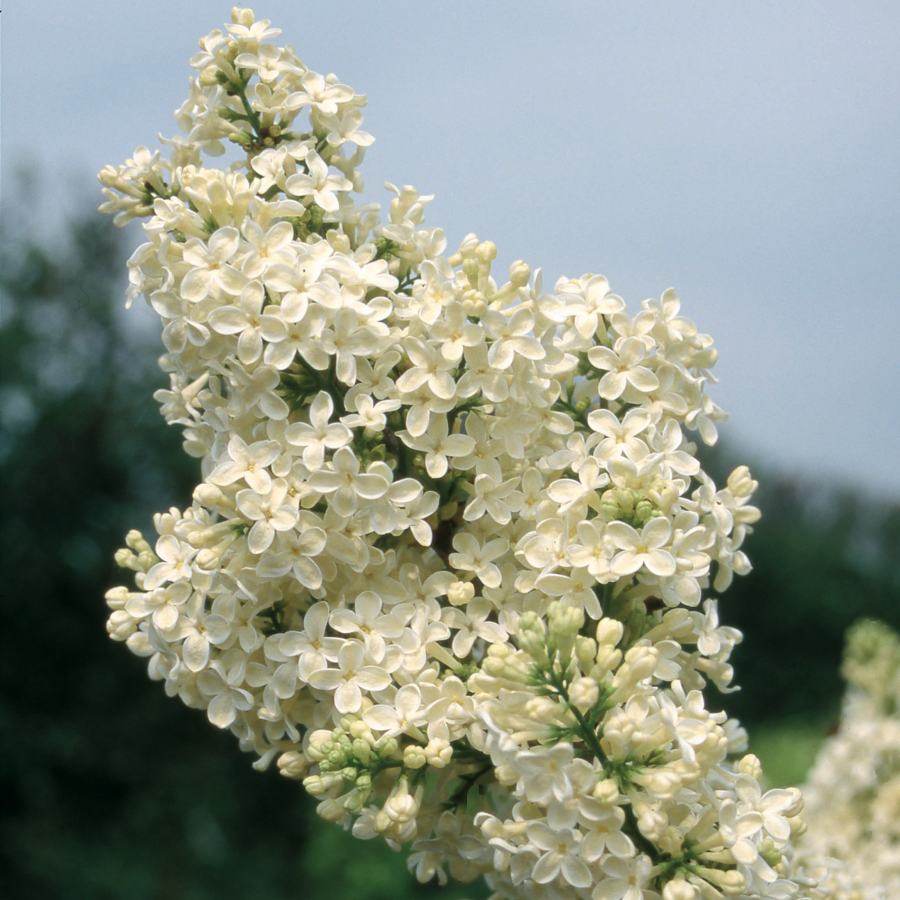 7L Lilac Syringa vulgaris 'Primrose' - Gardeners Club - Tree2mydoor