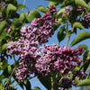 Lilac Syringa vulgaris 'Sensation' for Sale