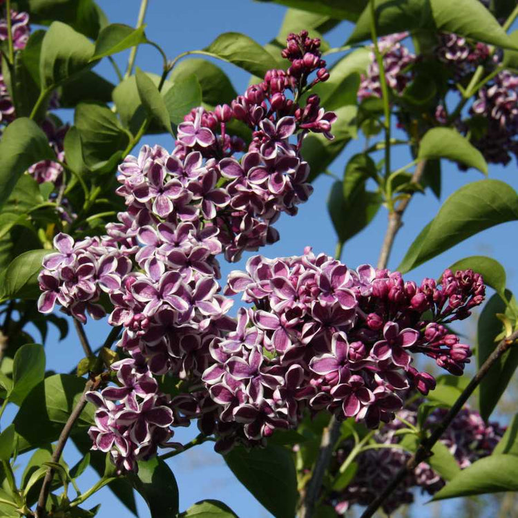 Lilac Syringa vulgaris &