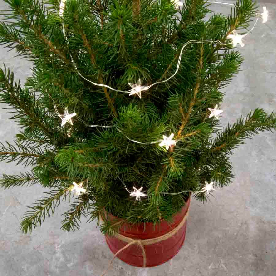 Tabletop Christmas Tree - Christmas Tree Gift - Tree2mydoor