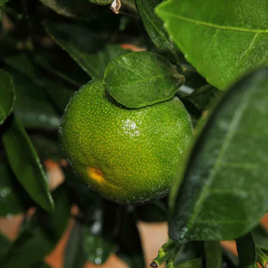 Tangerine Tree Gift - Citrus Tree Gift - Tree2mydoor
