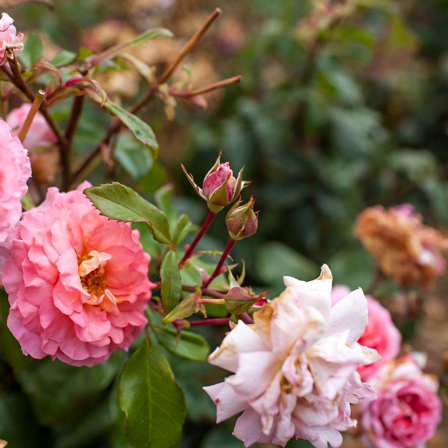 Thank You Rose Bush Gift - Rose Bush Gift - Tree2mydoor