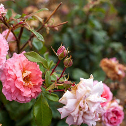 Thank You Rose Bush Gift - Rose Bush Gift - Tree2mydoor