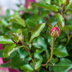 Thank You Rose Bush Gift - Rose Bush Gift - Tree2mydoor