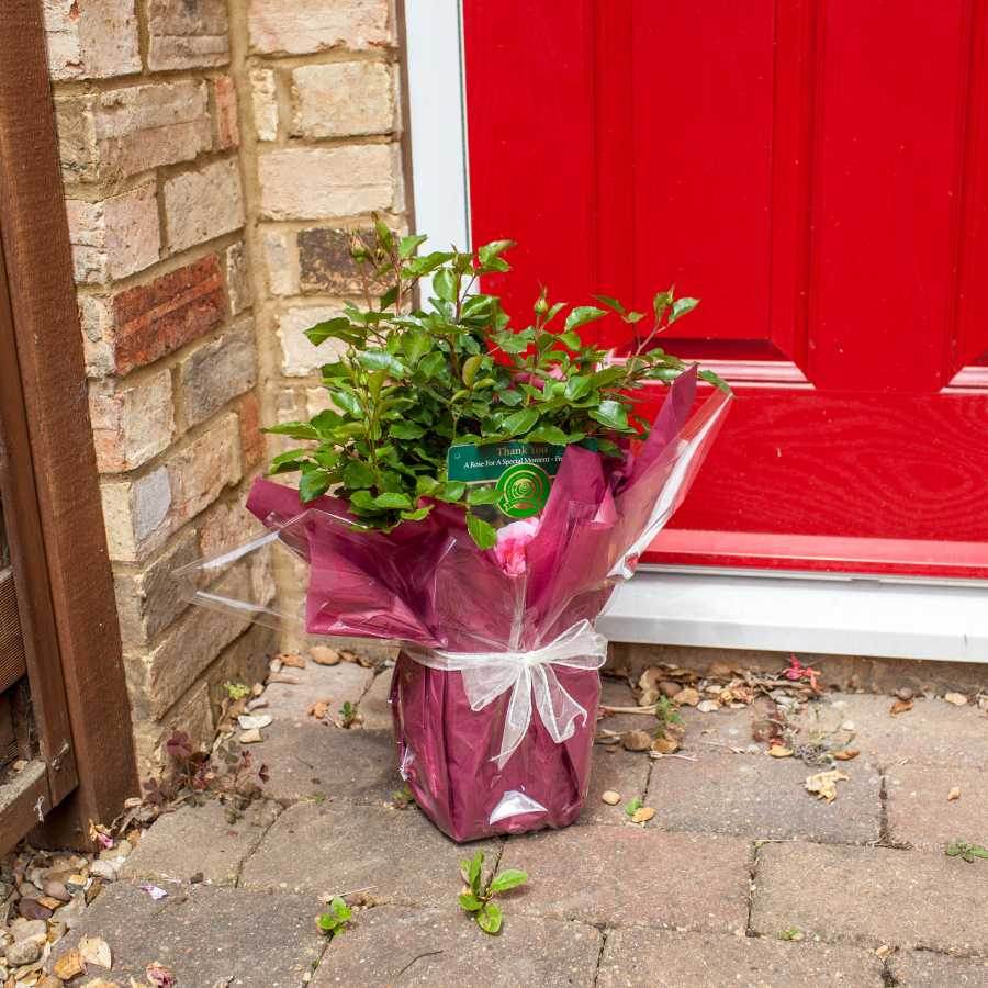 Thank You Rose Bush Gift - Rose Bush Gift - Tree2mydoor