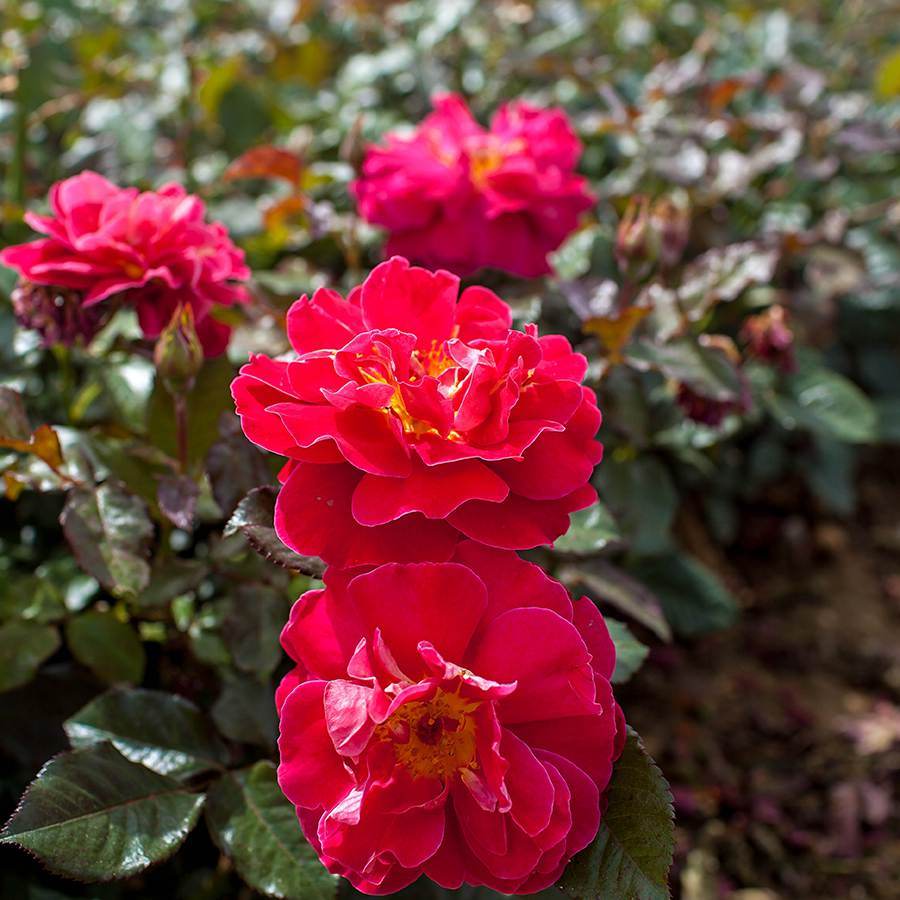 The Anniversary Rose Gift - Rose Bush Gift - Tree2mydoor