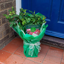 The Anniversary Rose Gift - Rose Bush Gift - Tree2mydoor
