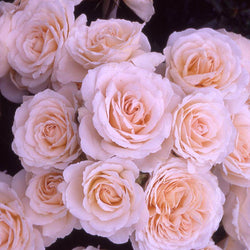 The Birthday Rose Gift - Rose Bush Gift - Tree2mydoor