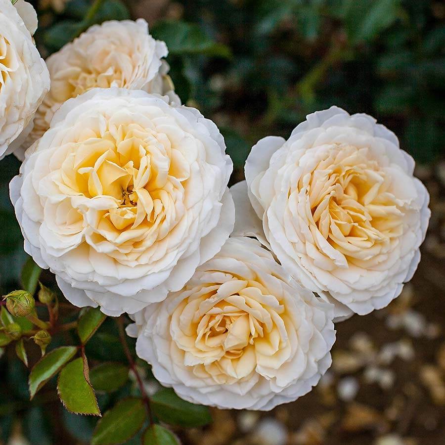 The Birthday Standard Rose Gift - Rose Bush Gift - Tree2mydoor