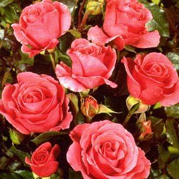 Romance Rose Bush Gift - Rose Bush Gift - Tree2mydoor