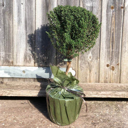 Thyme Plant Gift - Herbs and Aromatics - Tree2mydoor