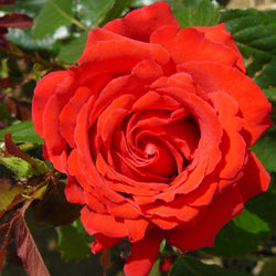 To My Wonderful Husband Rose Bush Gift - Rose Bush Gift - Tree2mydoor