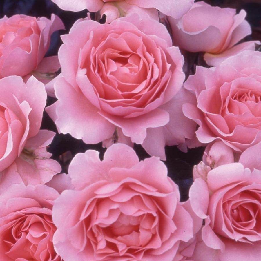 To My Wonderful Wife Rose Bush Gift - Rose Bush Gift - Tree2mydoor
